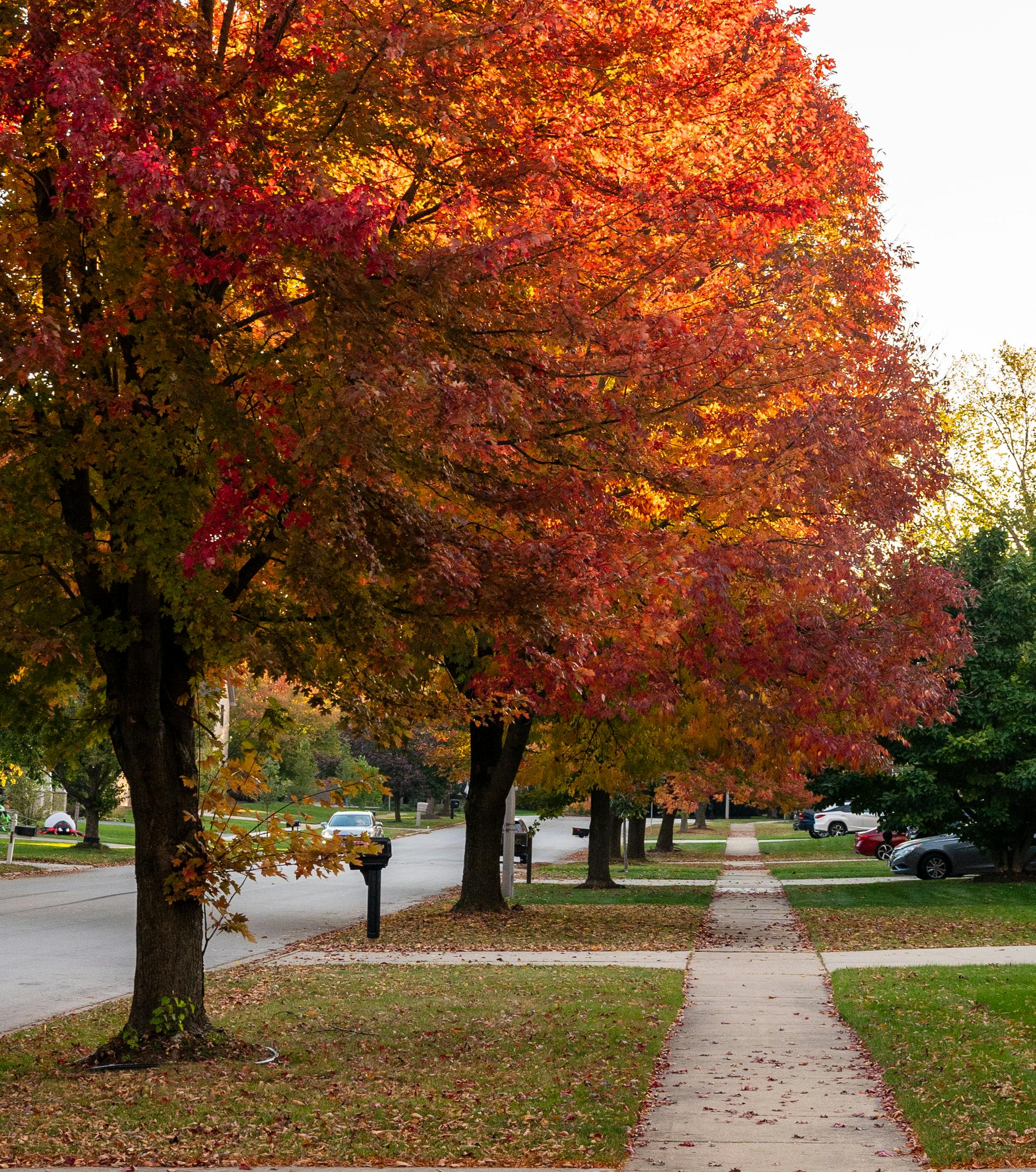 Appraisal in Carthage, Missouri Cartoon Image by AppraiseItNow